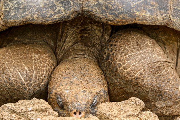 De Galápagos schildpad