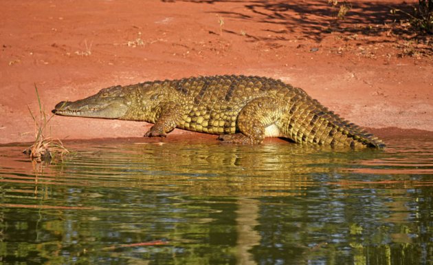 Krokodil net uit het water