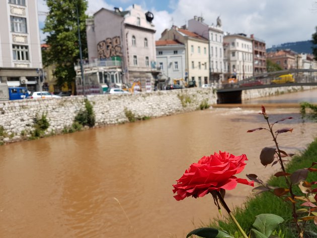 Sarajevo rose