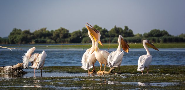 Pelikanen in de Donaudelta