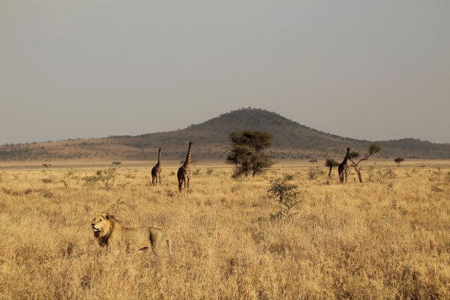 Wildlife in de Serengeti
