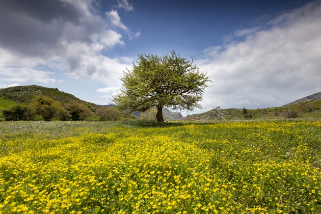 Wilde bloemen op Kreta