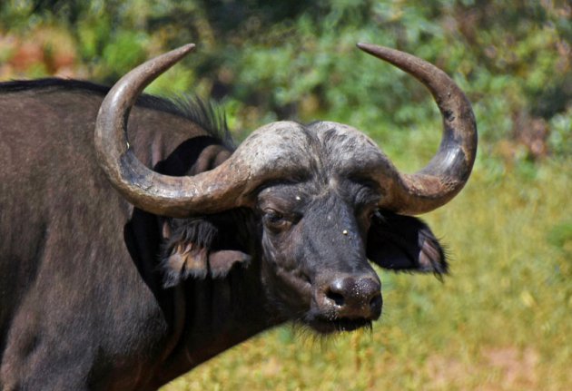 De Zuidafrikaanse buffel