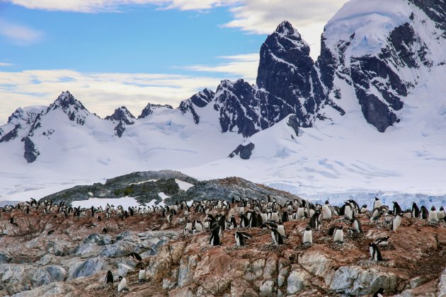 Ezelspinguïns op Antarctica