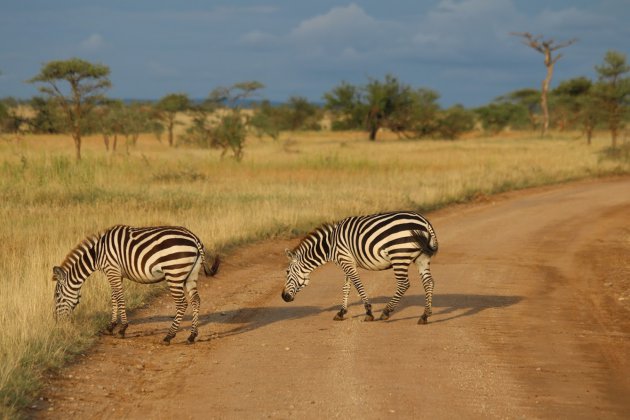 Zebra's on the road