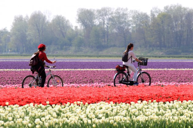 Dutch Flower and Tullip fields