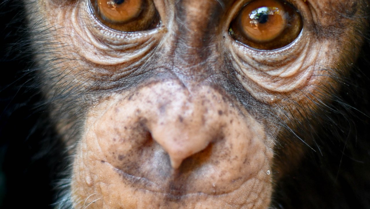 Chimpanzee Sanctuary in Sierra Leone