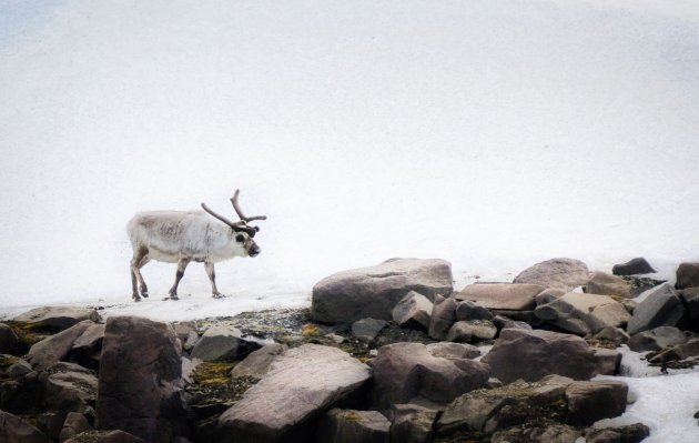 Svalbard (spitsbergen) wildlife