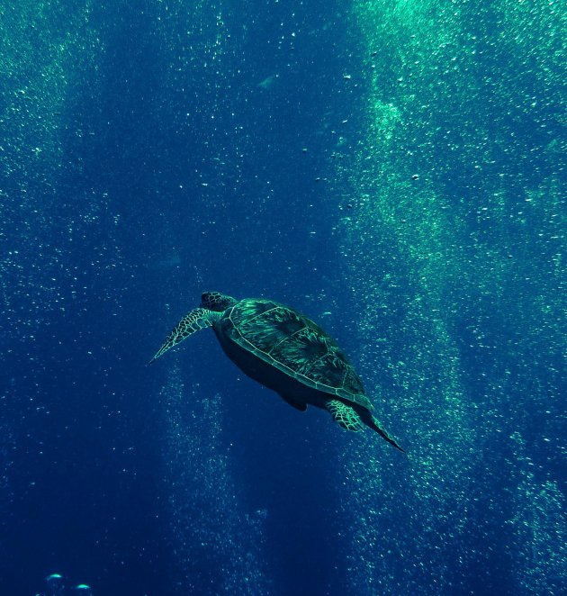 Zeeschildpadden komodo reservaat