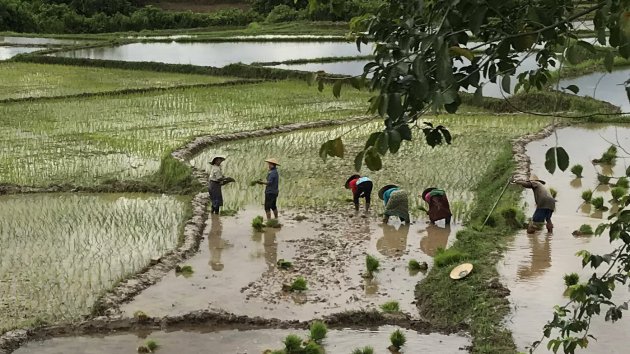 Rijstvelden centraal Myanmar
