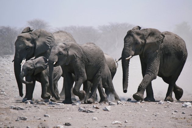 Saamhorigheid onder de olifanten