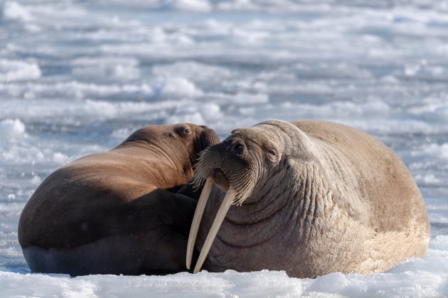 Walrus met jong