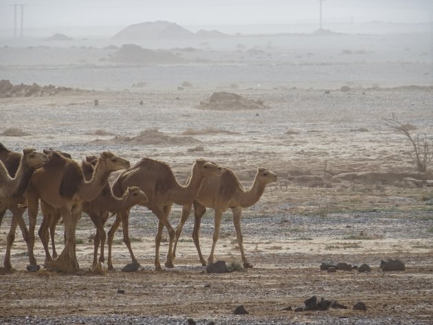 Kudde kamelen
