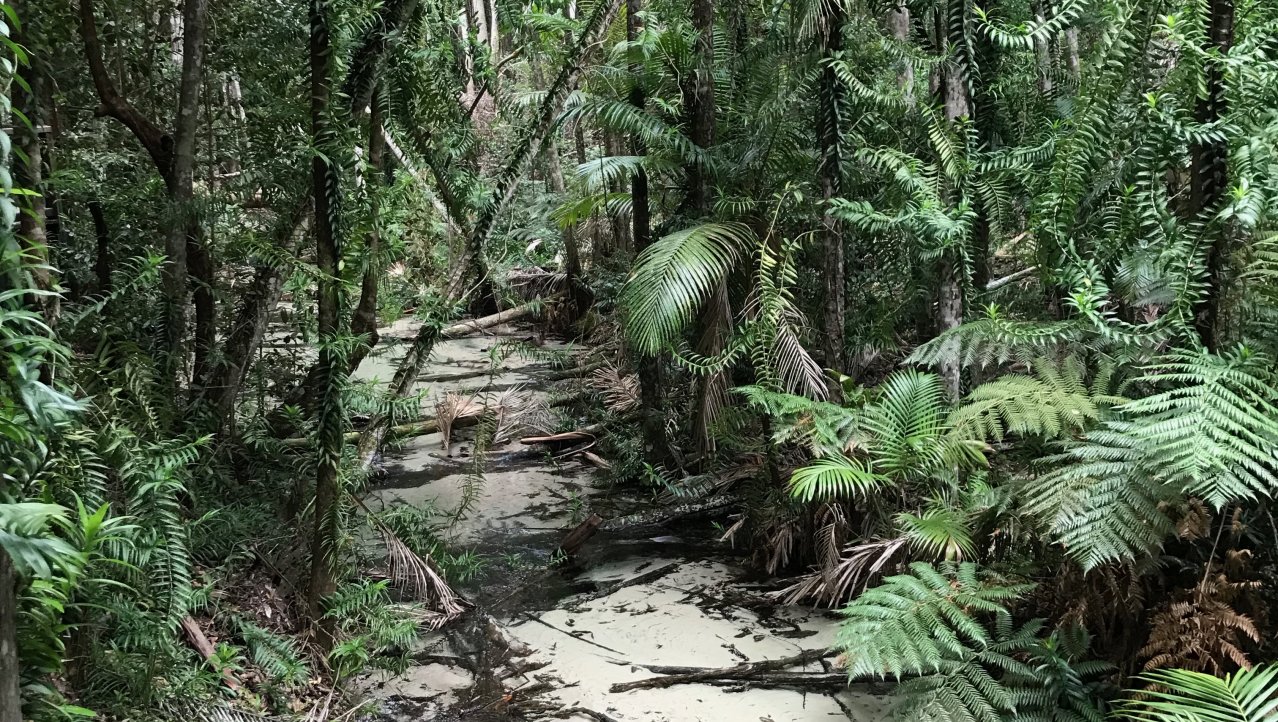 In het regenwoud van Fraser Island