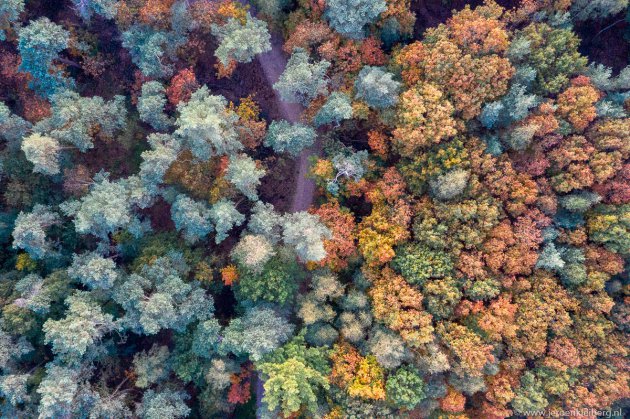 Herfstkleuren in Nederland