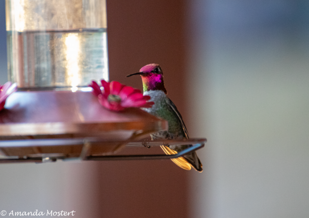 Hummingbird in ondergaande zon