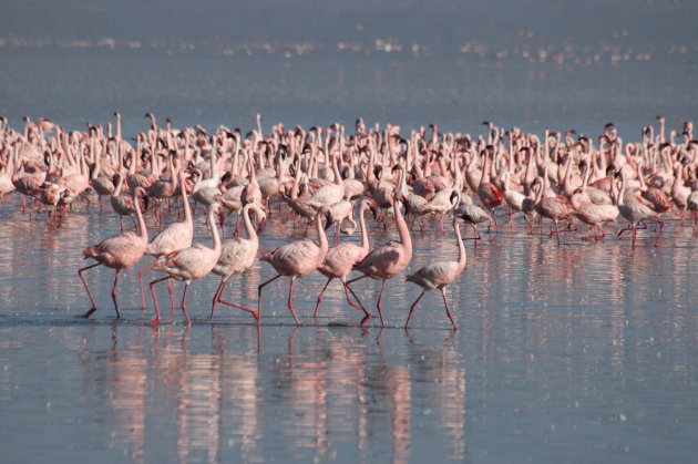 kleine flamingo's
