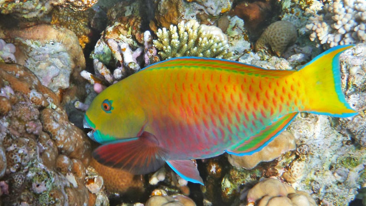 Parrotvis aan het knabbelen van het koraal