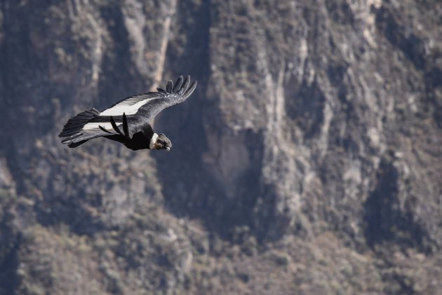 Condor in Colca Canyon