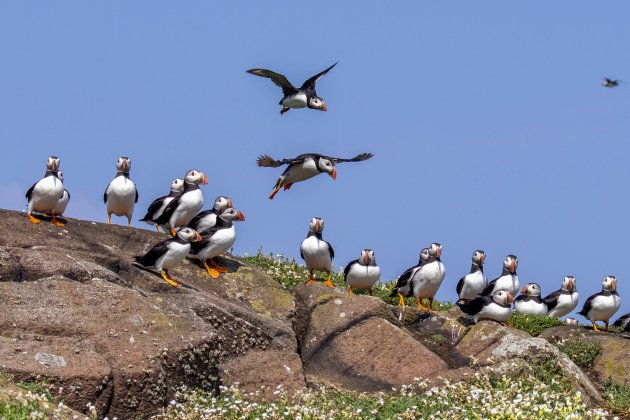 Papegaaiduikers op Isle of May