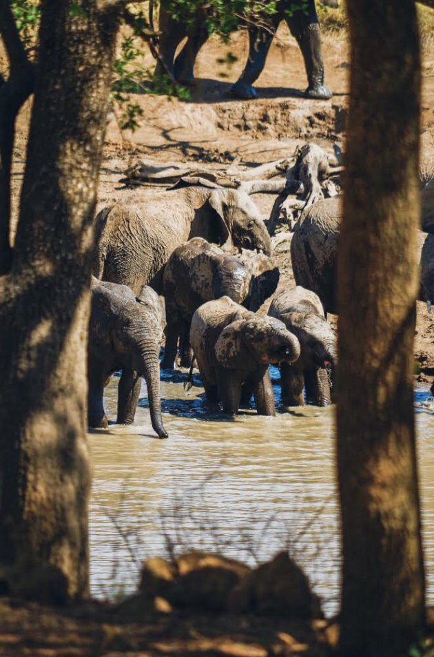 Op safari in Pilanesberg doe je niet zonder olifanten!