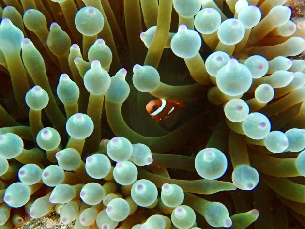 Anemoon close-up en baby Nemo