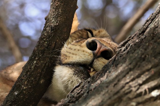 Slapende leeuw in een boom