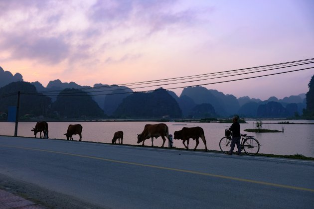 Vietnam; koeien uitlaten
