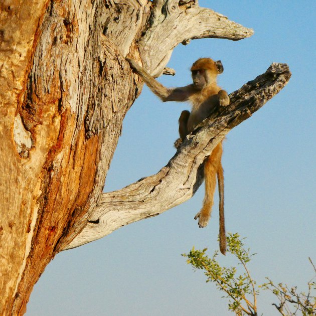 Hanging around in Botswana
