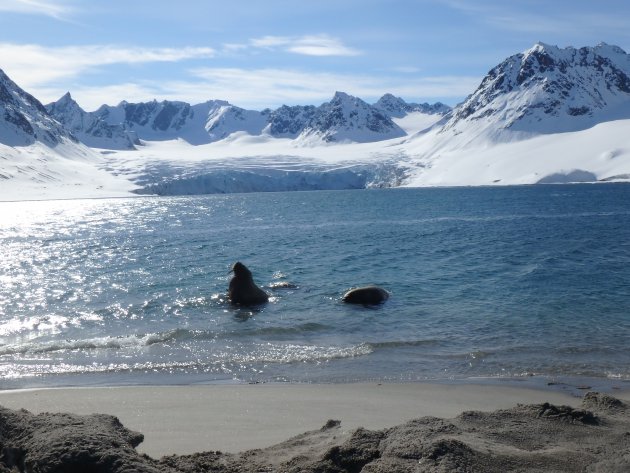 Walrussen in de baai van Gullybukta op Svalbard