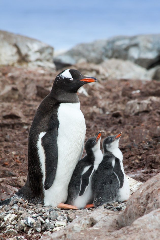 Een rustig familieleven op Antarctica