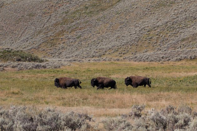 Bizons spotten in Yellowstone