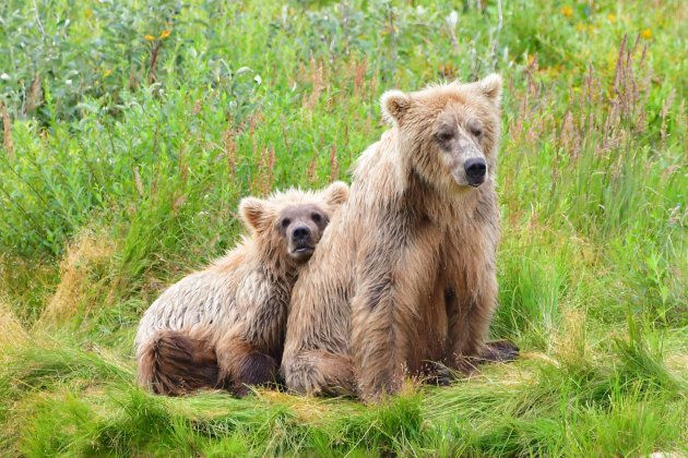 Grizzlies in Katmai NP, Alaska