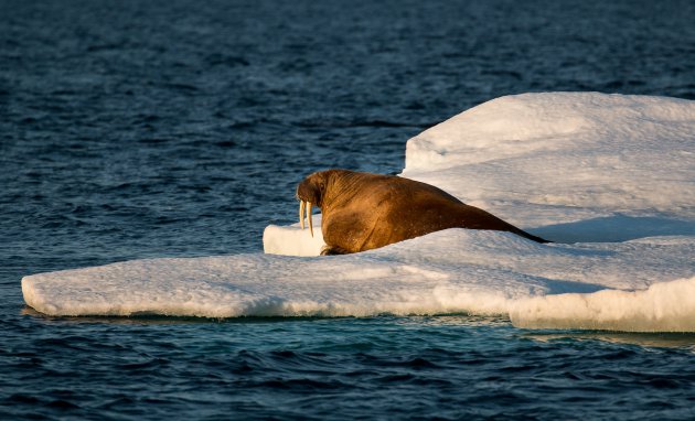 Walrussen spotten op Spitsbergen
