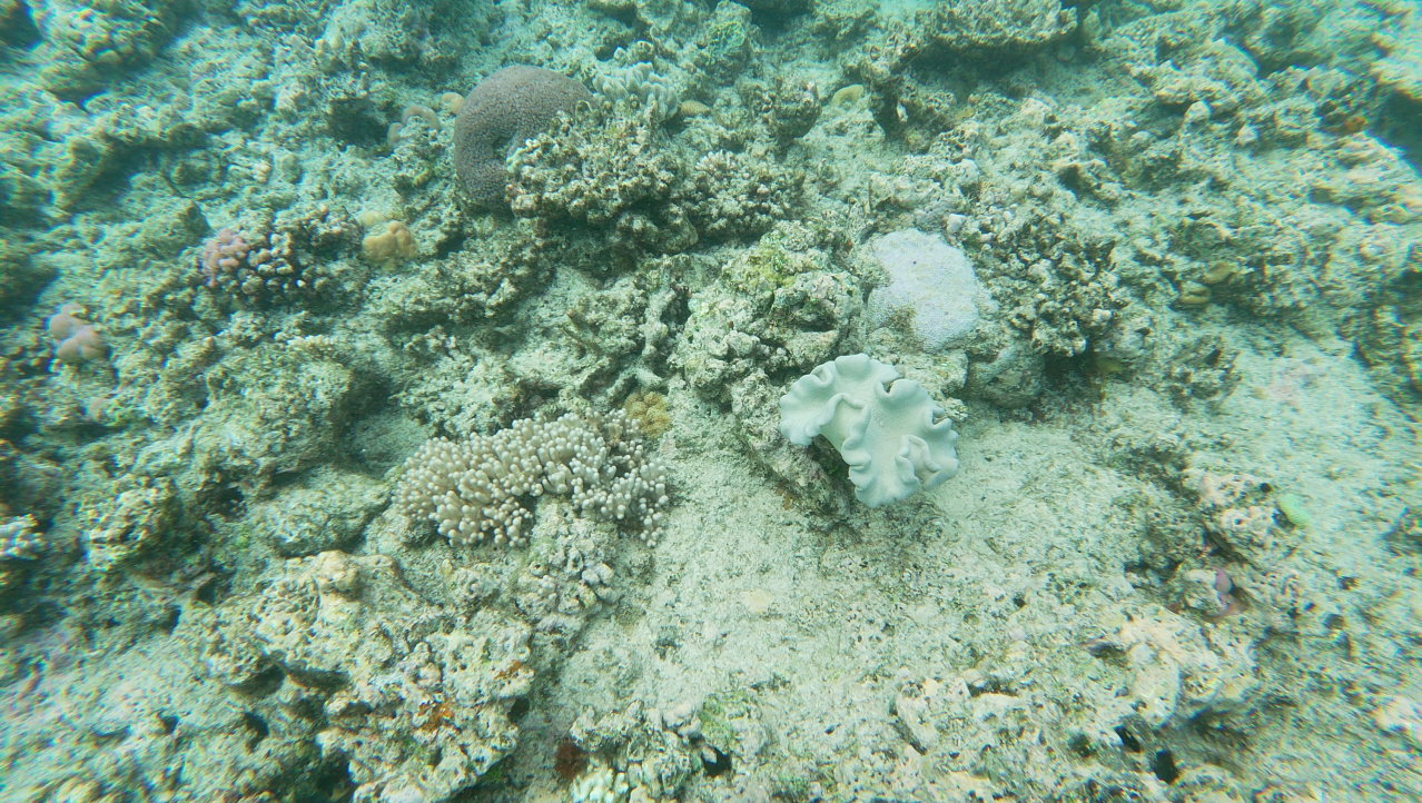 Gebleekt en gekleurd koraal wisselt elkaar af