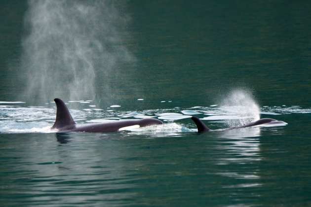 Orca's in de Prince William Sound