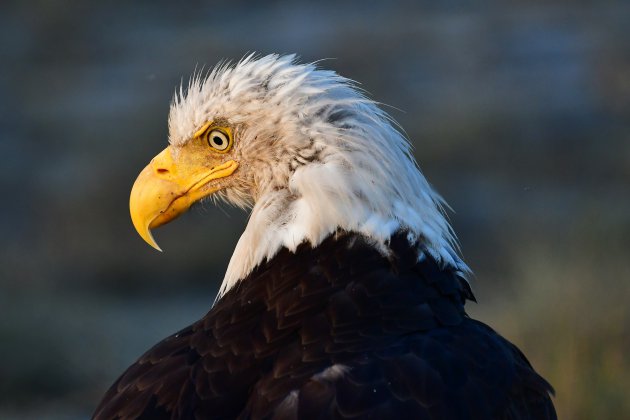 Bald eagle in Homer, Alaska