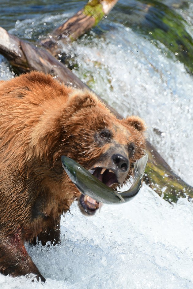 Vissende grizzly bij Brooks Falls