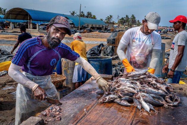 Negombo vismarkt