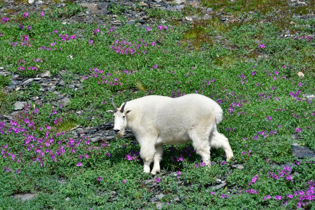 Mountain goat, Harding Icefield Trail