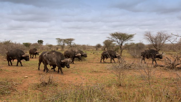 Buffels in Kruger