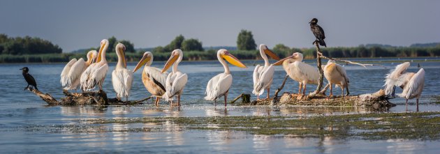 Pelikanen en veel andere vogels in de delta van de Donau