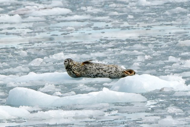 harbour seal bij Meares gletsjer