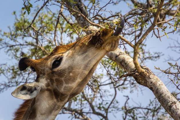 De tong van de giraffe