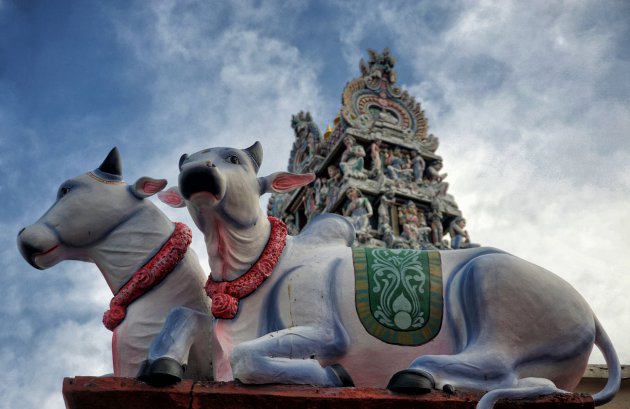 Heilige koeien waken over de Sri mariamman tempel