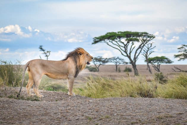 De koning van de Serengeti