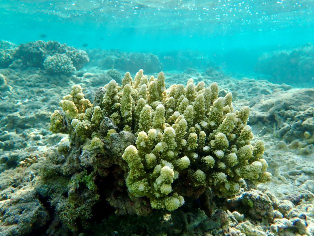 kwetsbaar koraalkunstwerkje