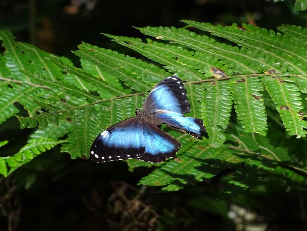 Vlinders spotten in N.P. Amboro