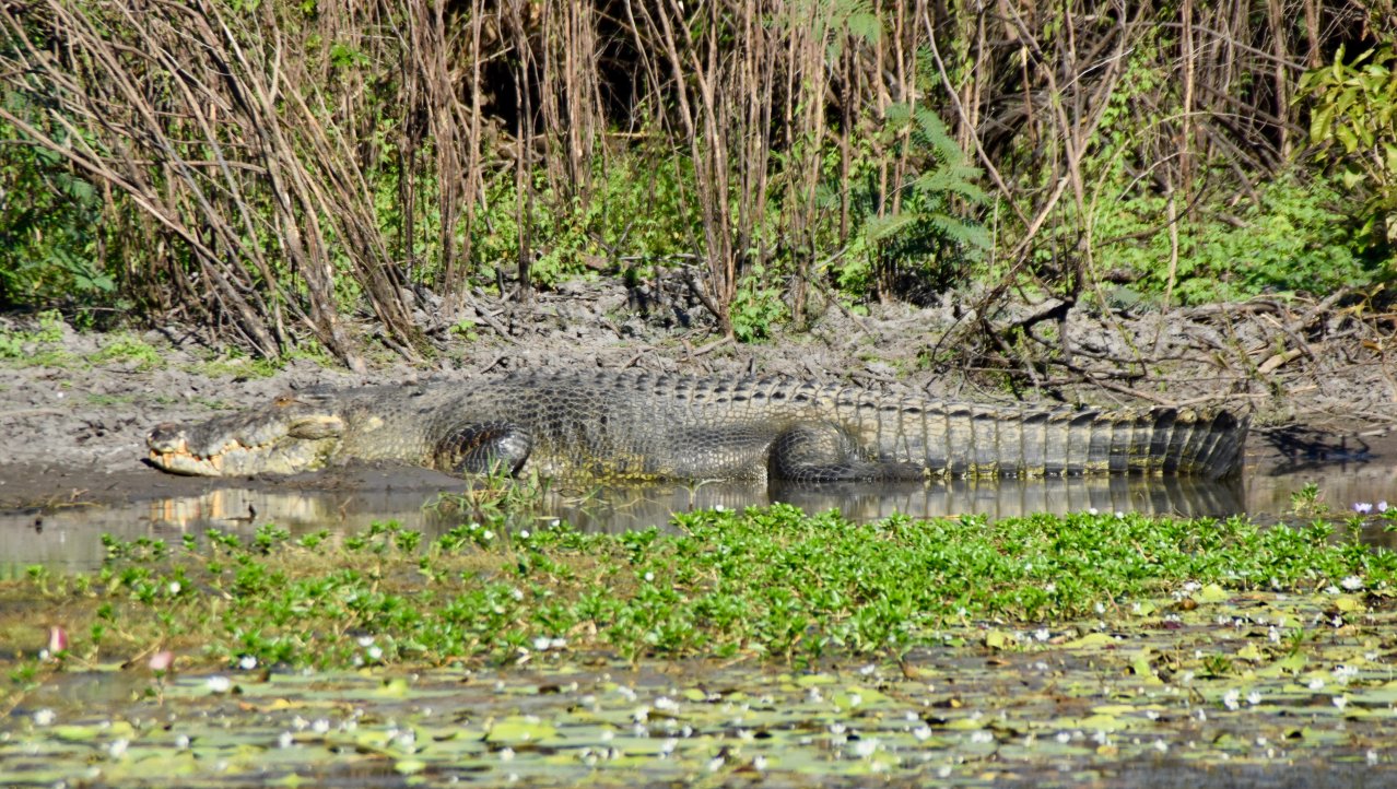 De beroemde 6 meterlange zoutwater krokodil