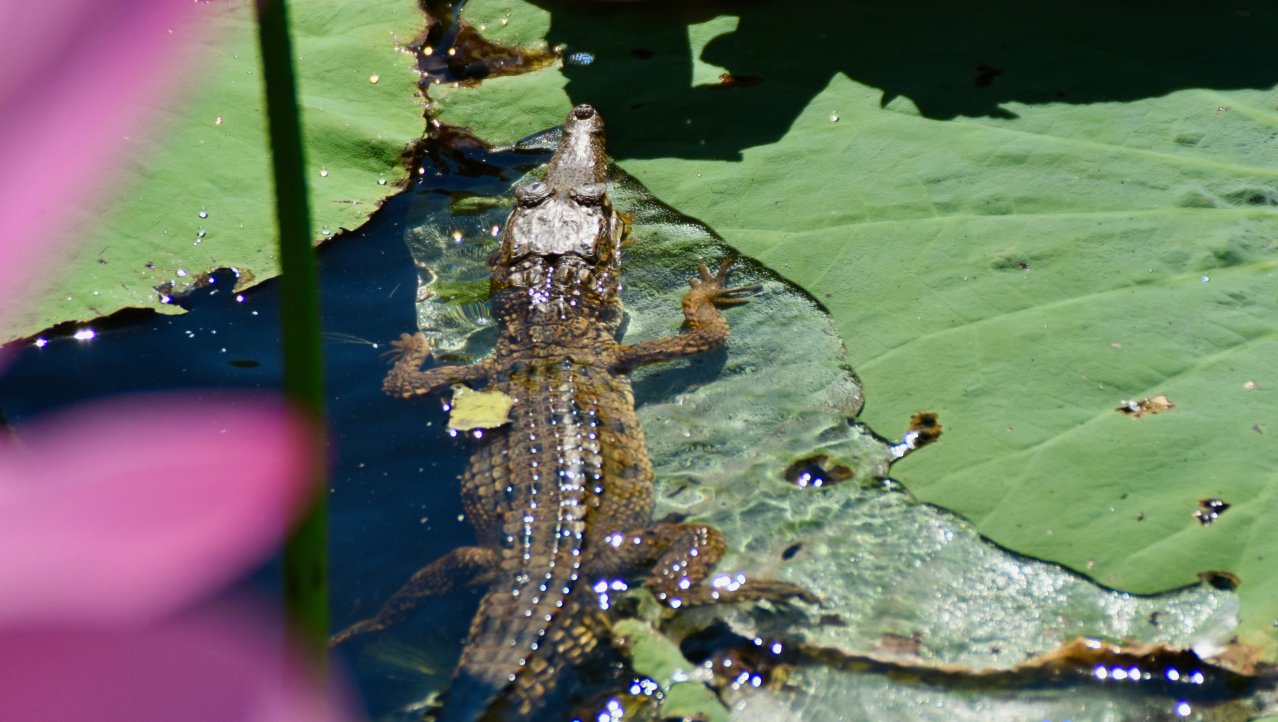 Jonge zoetwater krokodil op lotus blad